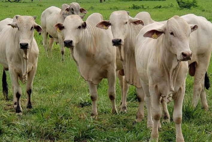 Brasil continua sendo um dos mais competitivos na pecuária mundial