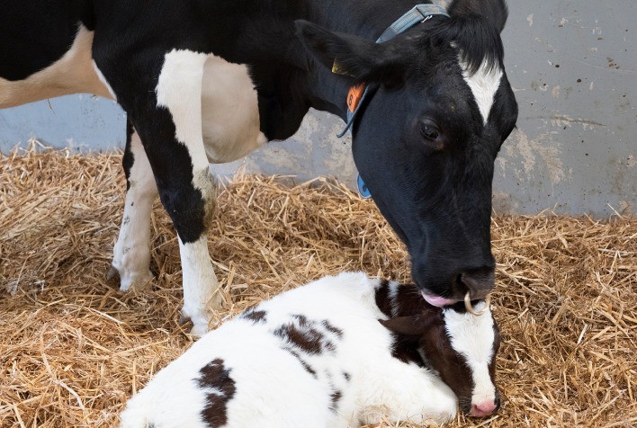 Tempo de recuperação no pós-parto é crucial para o controle da hipocalcemia em vacas de leite