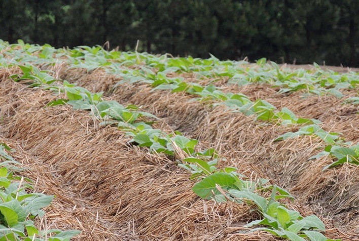 Corteva Agriscience marca presença no 17º Encontro Nacional de Plantio Direto na Palha