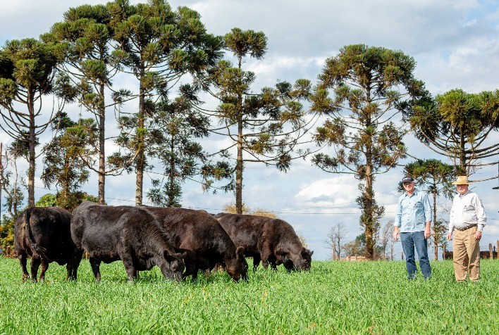 Fazenda Rio da Paz vence Mérito Genético Angus 2020