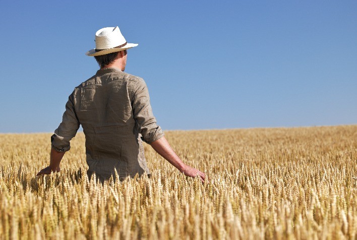 Grãos/EUA: Qualidade da safra de trigo de inverno melhora; Colheita de algodão chega a 84%