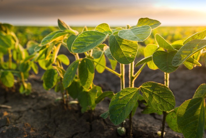UFLA lança primeira cultivar de soja e realiza feito inédito para a região