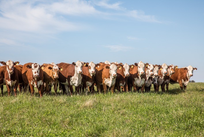 Valorização de fêmeas é confirmada no leilão Guatambu, Alvorada e Caty