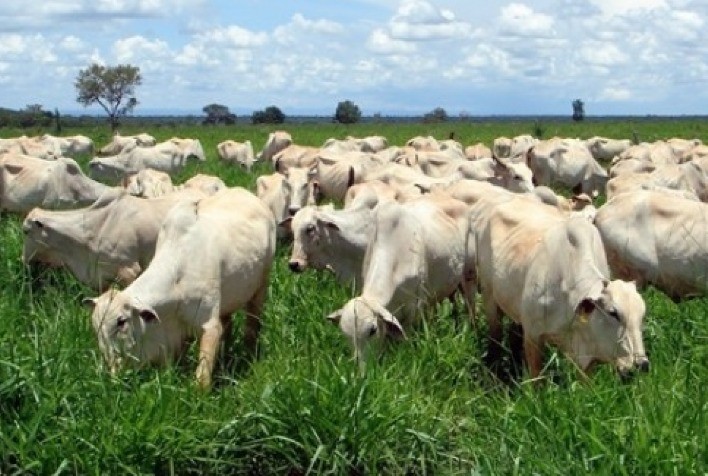 Preços de boi e vaca em Mato Grosso sobem mais de 1,5%