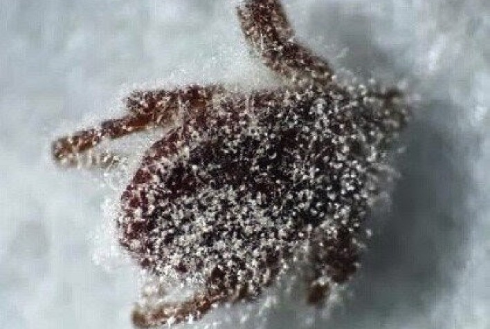 Carrapatos podem causar prejuízos que ultrapassam US$ 3 bilhões na pecuária