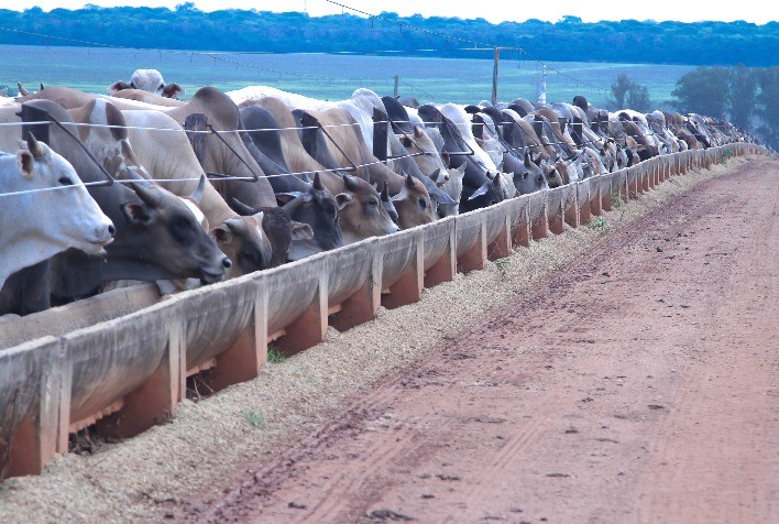 Usar antiparasitários de alta performance e baixo período de carência é ideal para fase de terminação dos bovinos