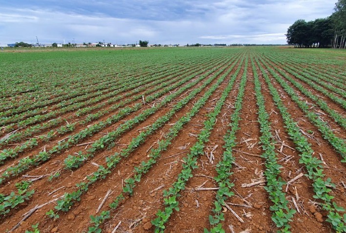 Embrapa fortalece pesquisas para oferecer opções de grãos e pulses aos produtores de Rondônia