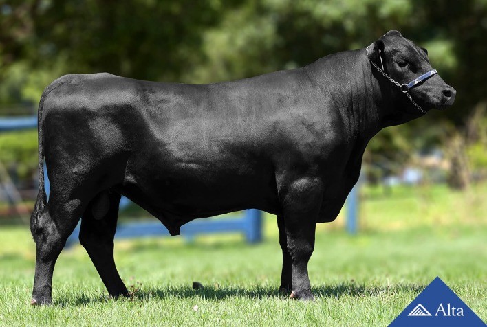 Alta investe em touros de genética superior da raça Aberdeen Angus e já comercializa o sêmen no mercado brasileiro