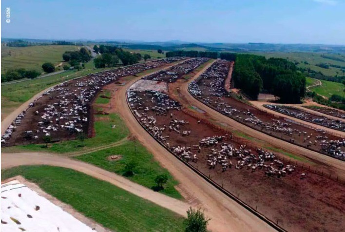 Tour DSM de Confinamento tem etapa para produtores de Minas Gerais