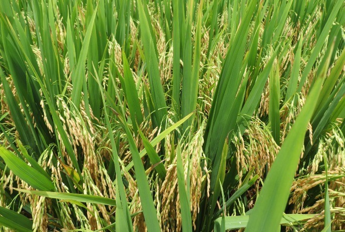 Zarc para arroz tropical irrigado traz nova perspectiva para o seguro agrícola