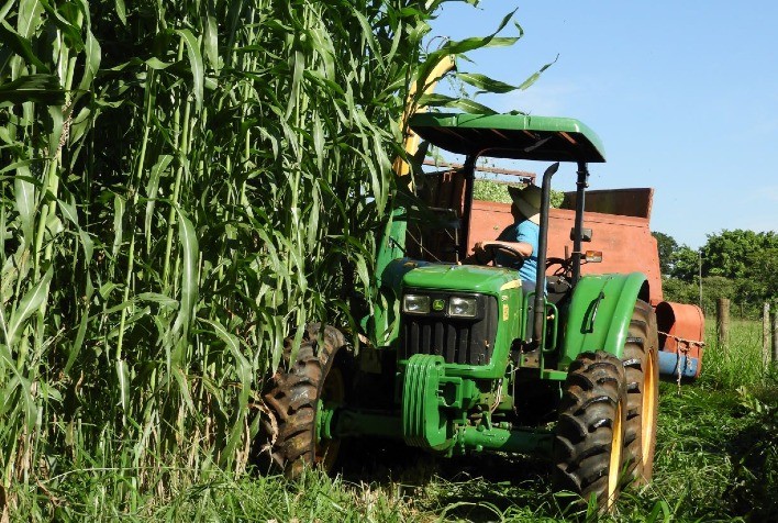 Inclusão de volumoso de sorgo é alternativa para segurança alimentar do rebanho da Região Sul