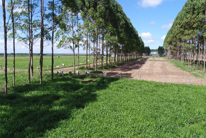 Banco de dados compartilha dados geoespaciais do Projeto Carne Carbono Neutro