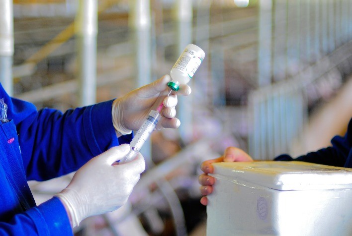 Avanço tecnológico traz precisão e aumenta eficácia da vacinação em aves