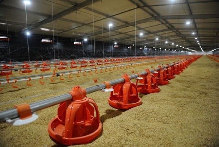 Cobb-Vantress destaca novas tecnologias para controle térmico em aviários