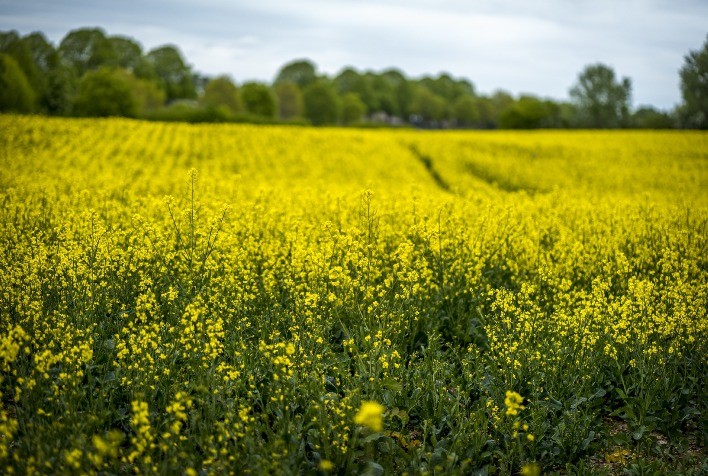 Tecnologia brasileira torna mais eficiente o plantio de canola no Canadá