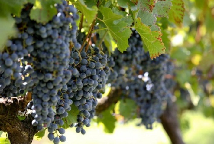 Hortifruti: Especial Frutas - Uva