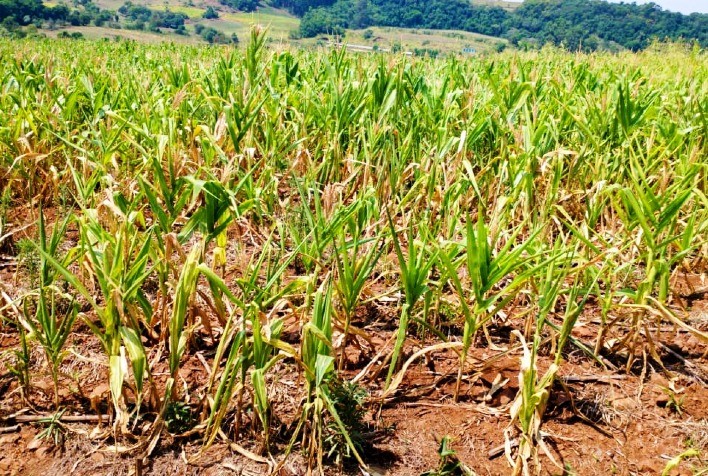REFLEXOS DA ESTIAGEM: Safra de grãos será 20% menor em Santa Catarina, estima FAESC