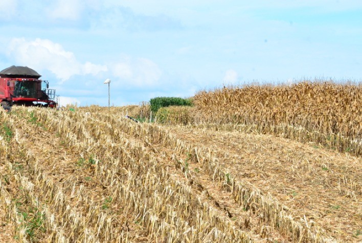 Chuva ameniza estiagem em Santa Catarina. Milho, alho e cebola são as culturas mais atingidas