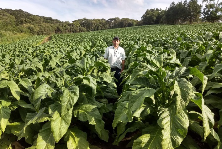 Extensão Rural na Fumicultura: uma parceria de sucesso