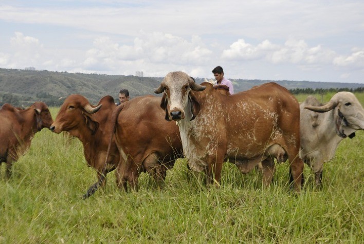 DSM faz retrospectiva da pecuária de corte e leite e anuncia projeções para 2021