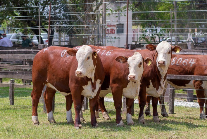 Bons preços e demanda inspiram investimentos nas raças Hereford e Braford