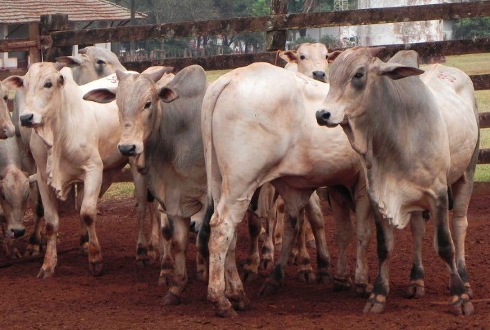 Secretaria de Agricultura e Abastecimento disponibiliza 68 bovinos do IZ para venda