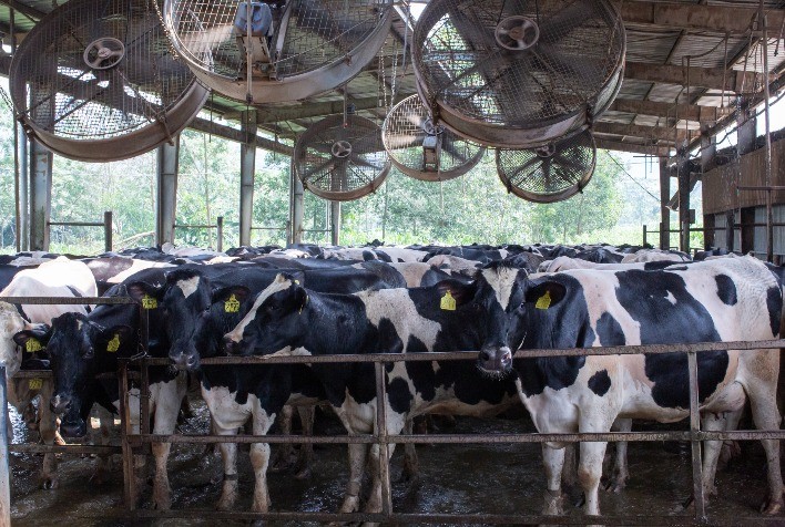 No verão, aumentam os casos de estresse térmico, que comprometem a produção de leite