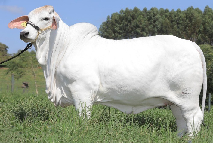 CABR Riva 2731, Campeã Mundial Fêmea da Raça Brahman em 2020