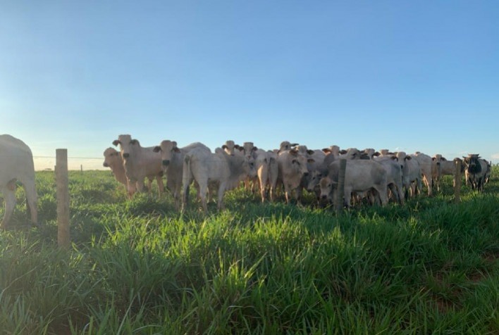 Pecuarista do Mato Grosso do Sul investe em tecnologia e aumenta sua produtividade com novos cultivares de forrageira
