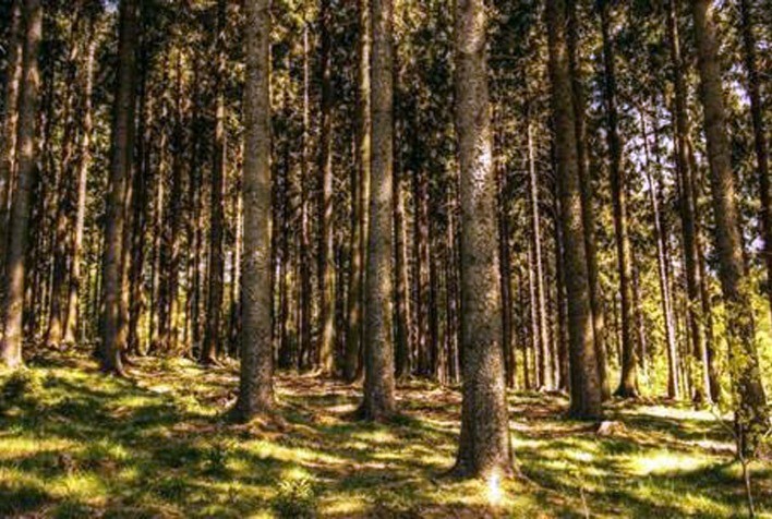Pesquisas comprovam que árvores no campo reduzem doenças nas lavoura