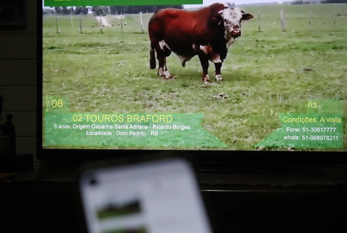 Pecuária deve viver ciclo de prosperidade nos próximos anos