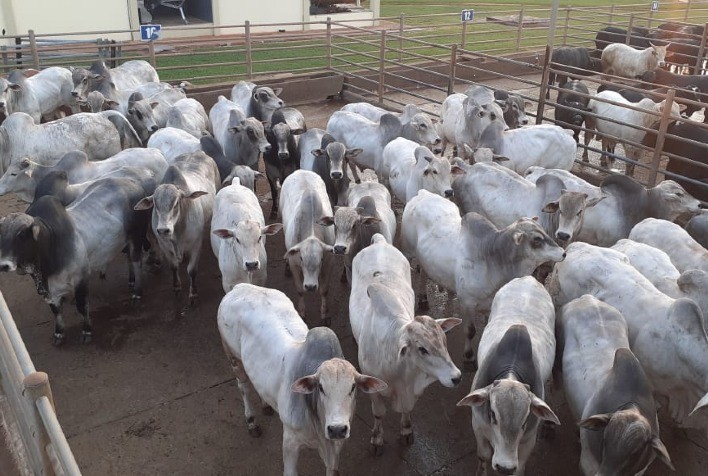 Frigoríficos fora das compras e queda nos preços do boi gordo