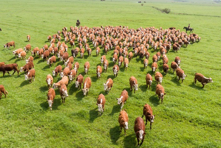 Pecuária de corte retoma valorização de seus produtos em 2020