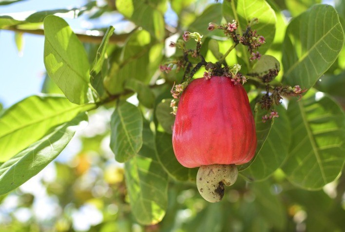Cultivo do caju passa a contar com Zoneamento Agrícola de Risco Climático