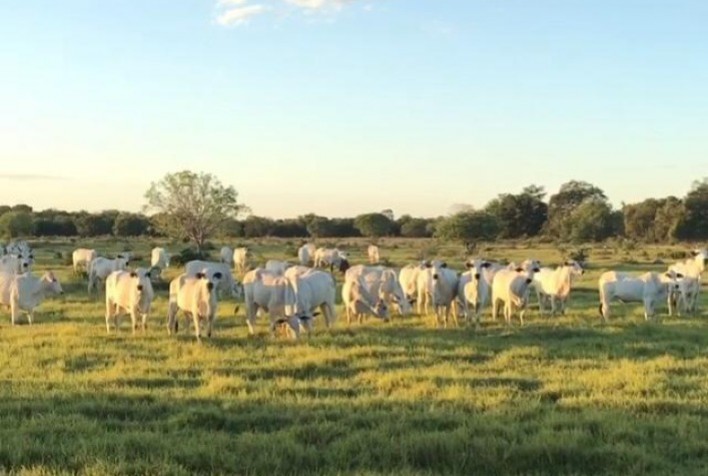 Com suplementação adequada, IATF e genética, fazenda em Tocantins alcança 84% de índice de prenhez e garante lucratividade