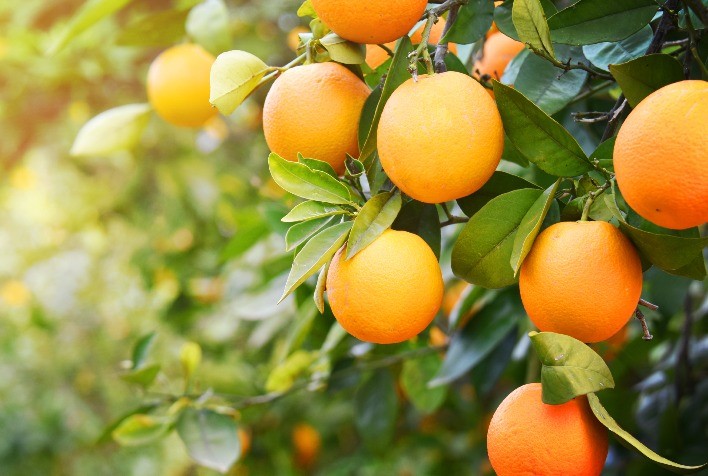 Produção de laranjas em alta na África do Sul