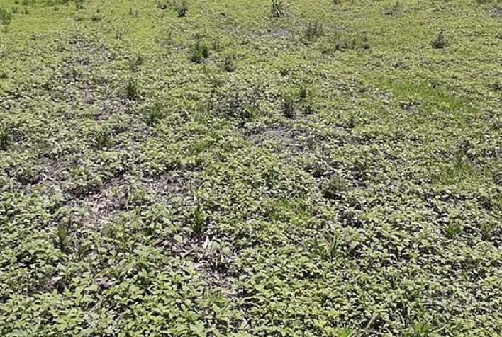 Controle eficiente de plantas daninhas pode ajudar no manejo da lagarta-do-cartucho