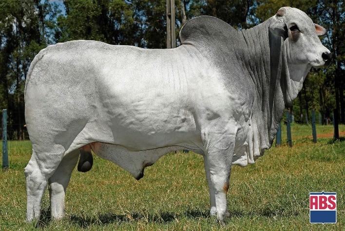 Touros com desempenho superior em fertilidade na IATF são apresentados ao mercado