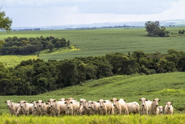 Na média das praças pesquisadas, o preço do boi caiu 3,2% em uma semana
