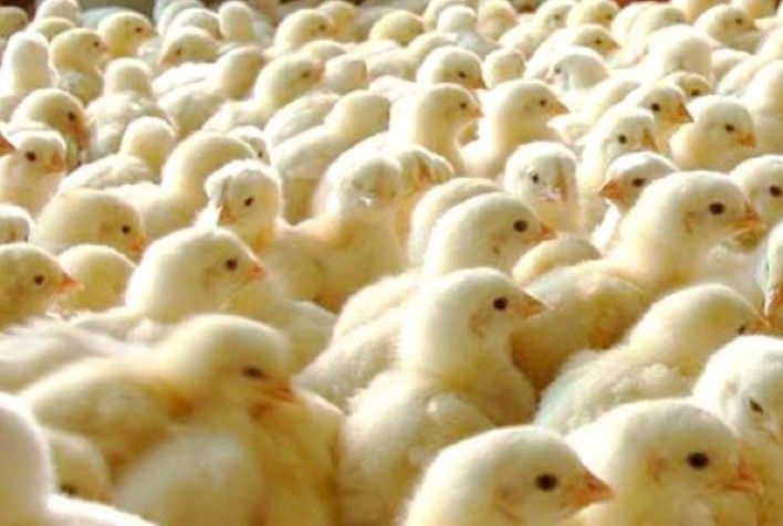 Nova vacina da Boehringer Ingelheim chega ao Brasil e é mais uma opção para imunização das aves no incubatório