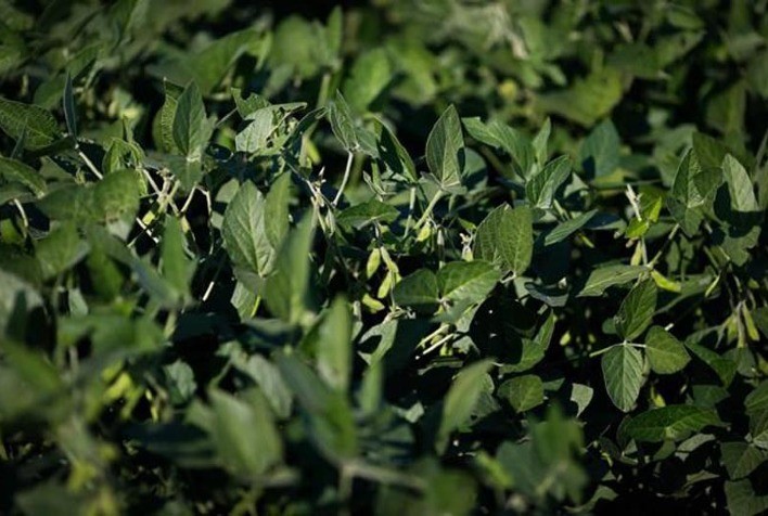 Fertiláqua destaca soluções para auxiliar a planta a sofrer menos danos em instabilidades climáticas
