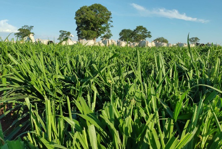 Precisamos plantar pasto para colher boi, e para isso, não é preciso derrubar uma única árvore