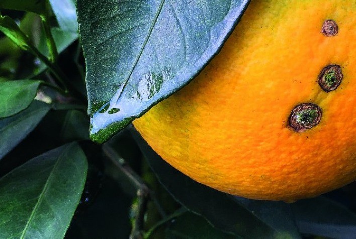 Citricultor tem até 15 de janeiro para informar as inspeções do cancro e greening realizadas no pomar