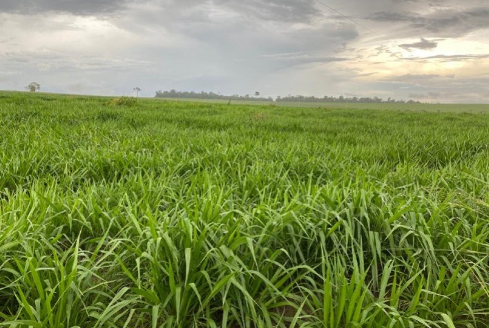 Instituto de Ciência e Tecnologia COMIGO destaca a Brachiaria híbrida cv. Mulato II como excelente opção para ILP