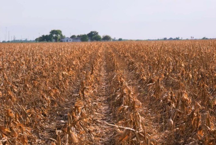 PR: curso de seguro agrícola para grãos tem vagas abertas