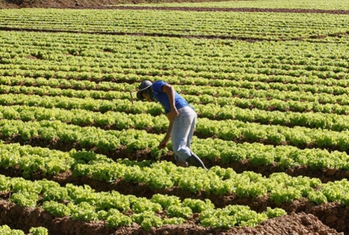 Descumprimento de norma sobre exposição ao calor pode render multa a produtor rural