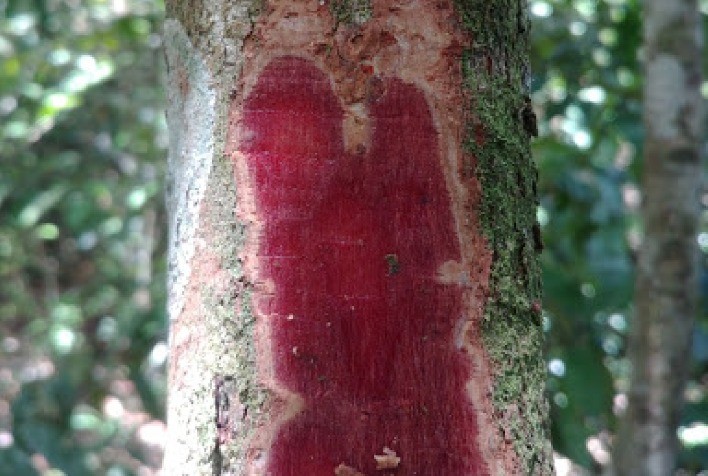 Pesquisadores da UFLA e UFRA desenvolvem adesivos ecológicos para madeira a partir de taninos obtidos das cascas de árvore da Amazônia