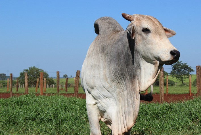 SC quer produzir mais carne bovina