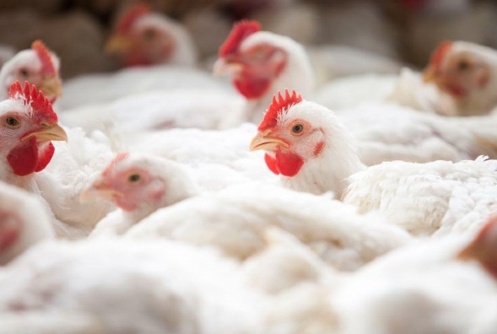 Desempenho do frango (vivo e abatido) na primeira semana de 2021