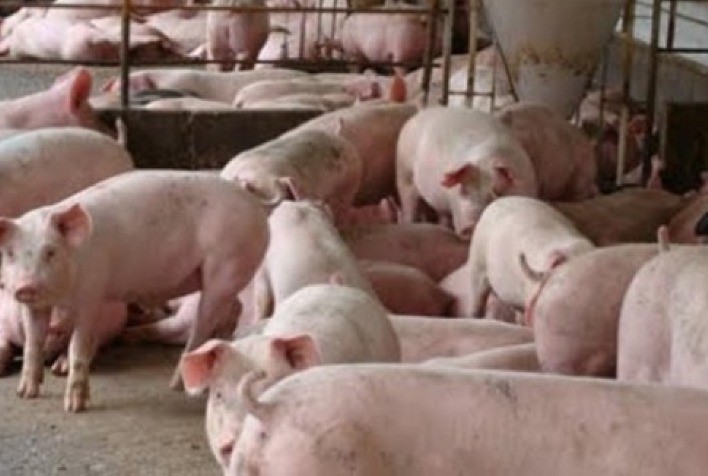 Futuros de suínos vivos da China caem com a expectativa de mais oferta